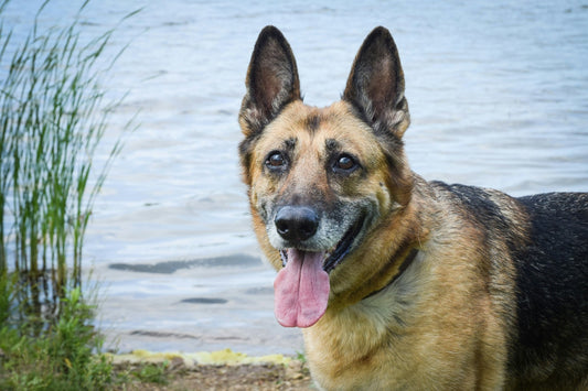 German Shepherd Lifespan: What to Expect & How to Maximize It - My Blissful Pet