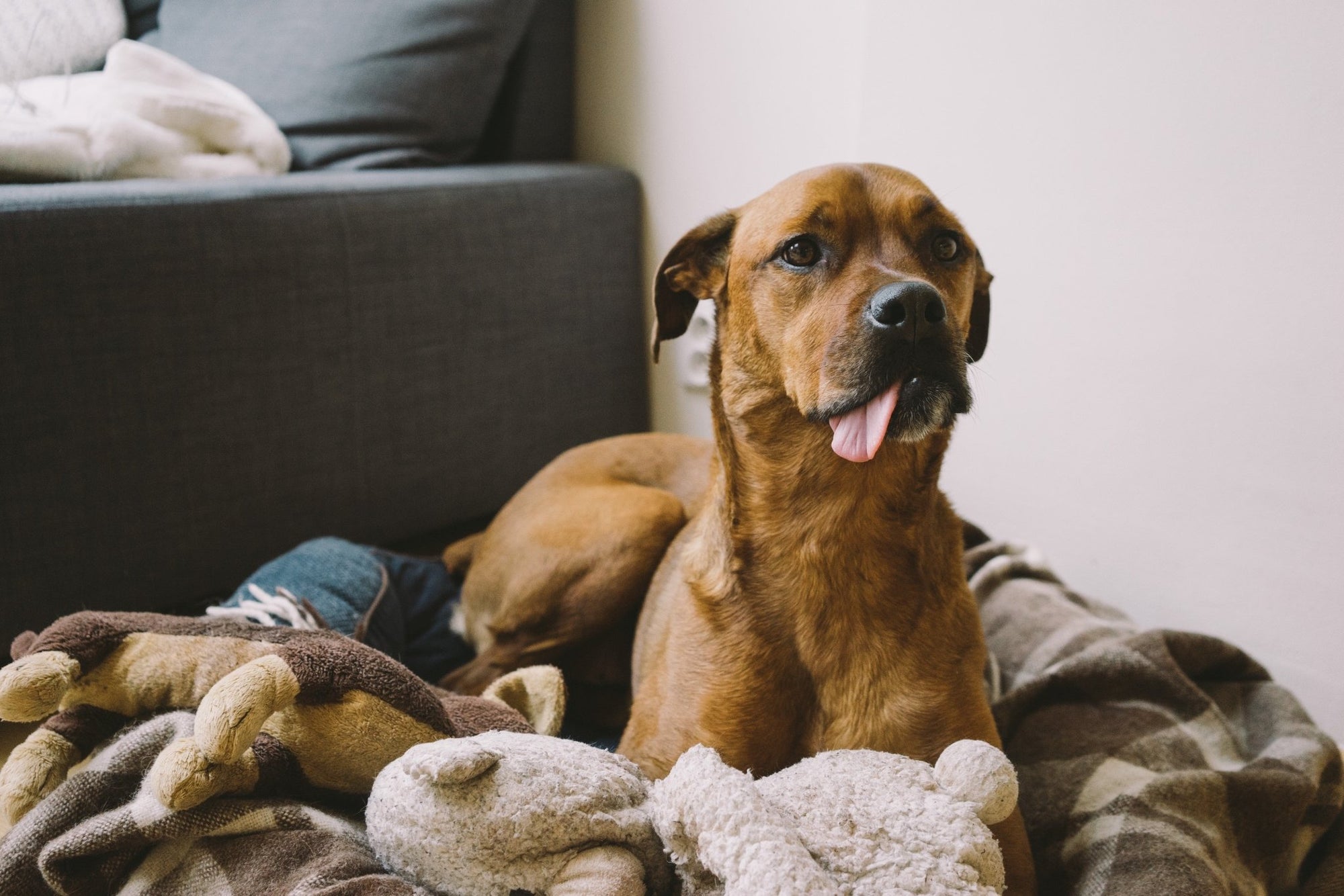 Addressing Restlessness and Hyperactivity in Dogs with CBD - My Blissful Pet