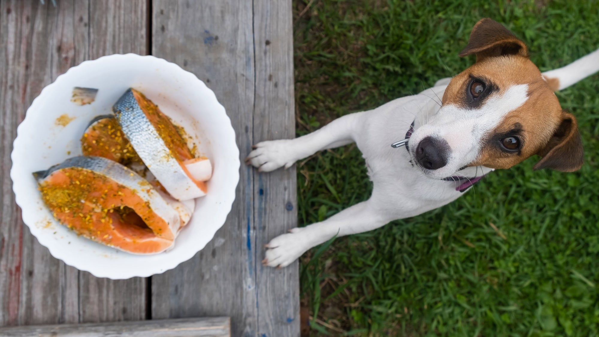 Fish Oil for Dogs: How to Give Your Dog Food A Boost - My Blissful Pet