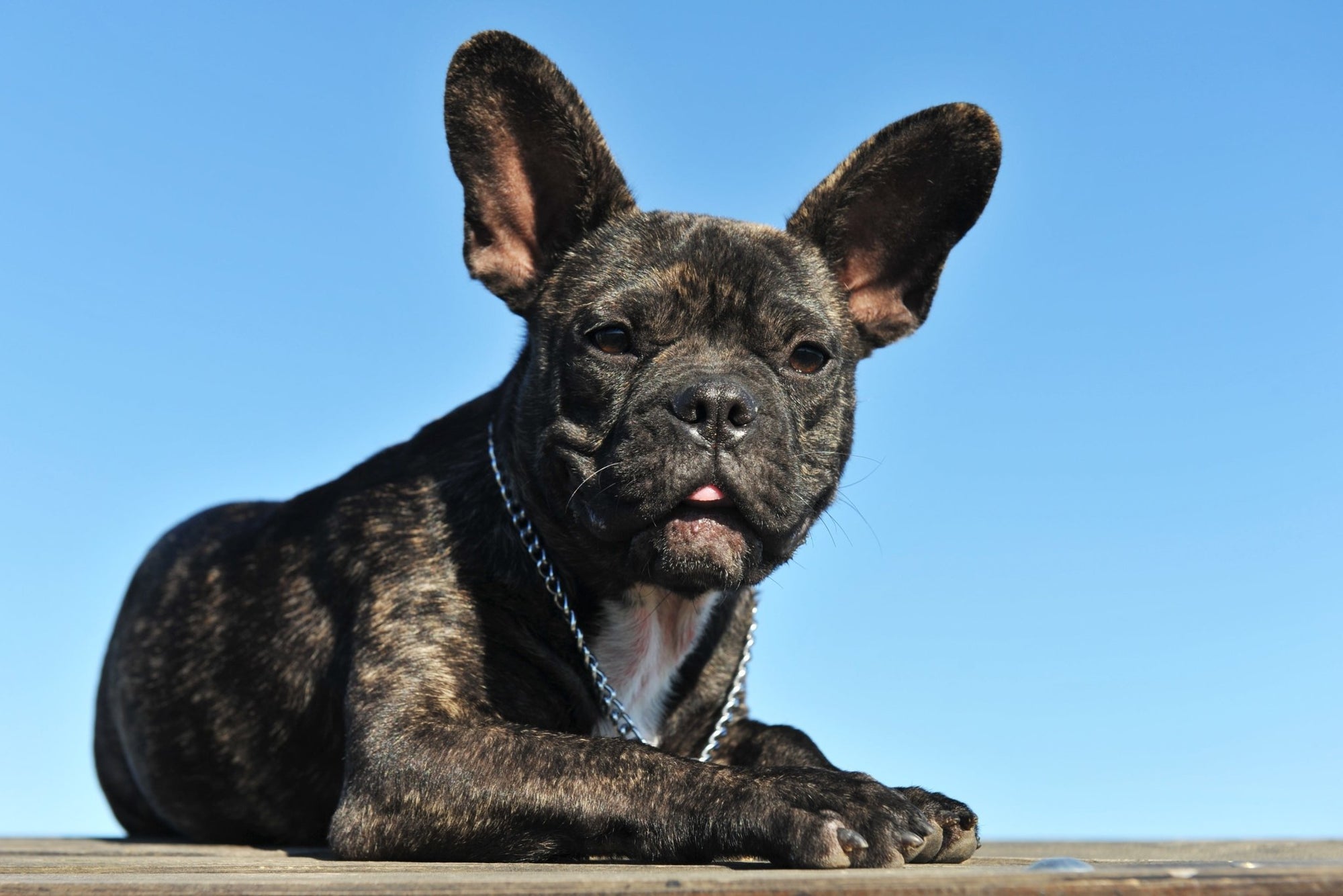 French Bulldog Care Guide: Health, Colors, Breeding, and More - My Blissful Pet