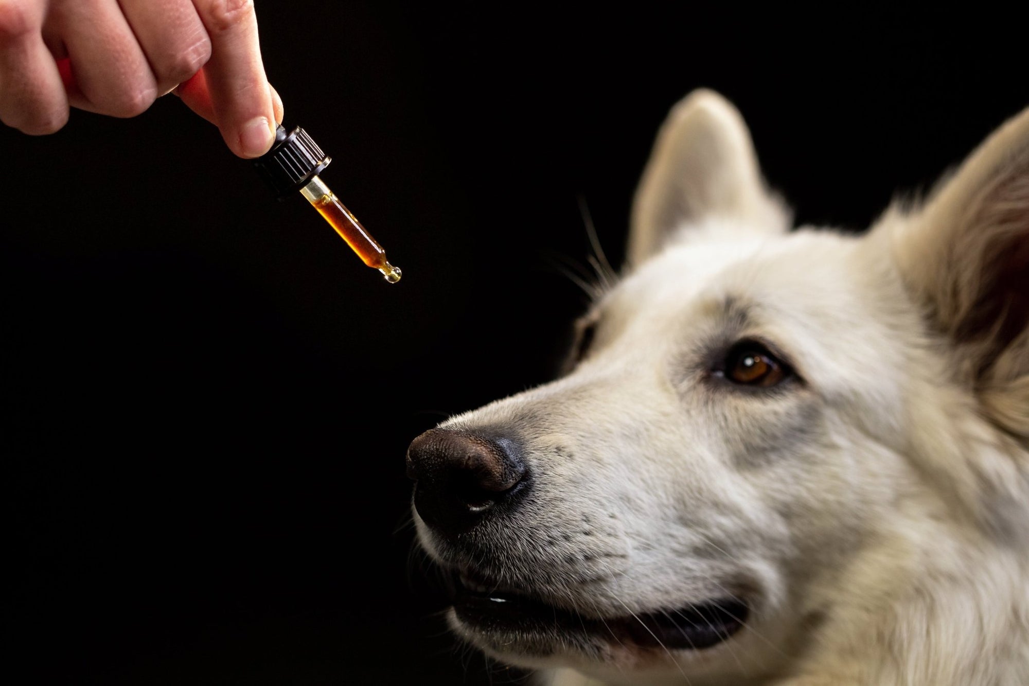 Know The Difference: Hemp Oil vs. CBD Oil for Dogs - My Blissful Pet