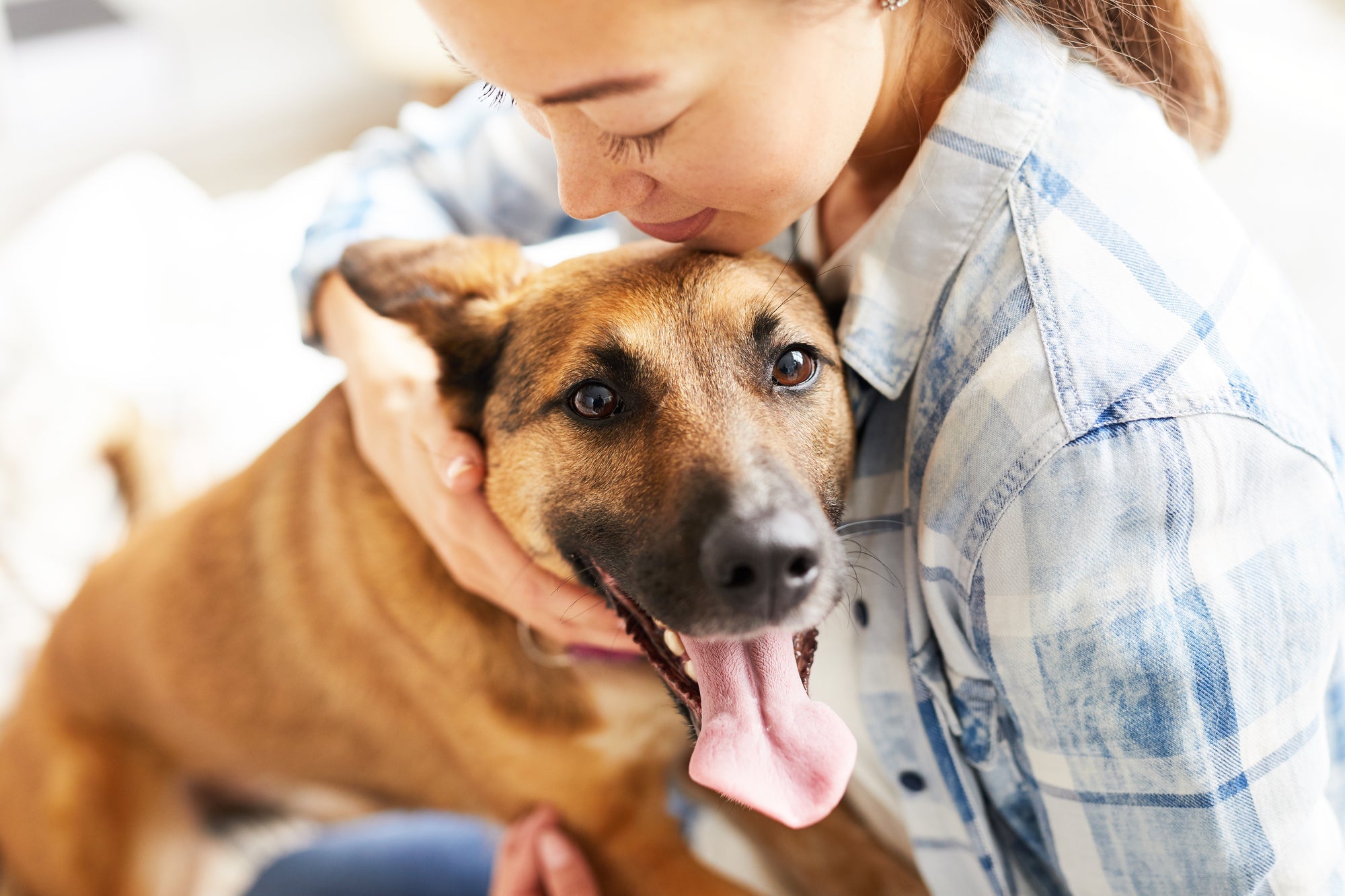 What is the difference between pet CBD and human CBD oil? - My Blissful Pet