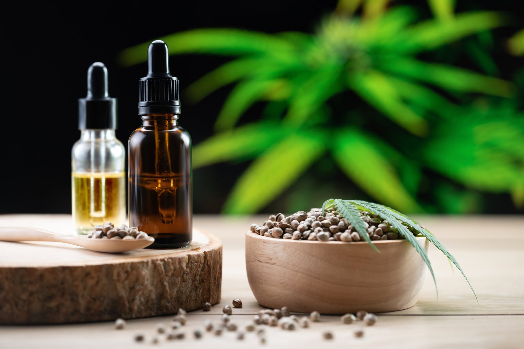 Where to buy CBD oil for cats? - My Blissful Pet